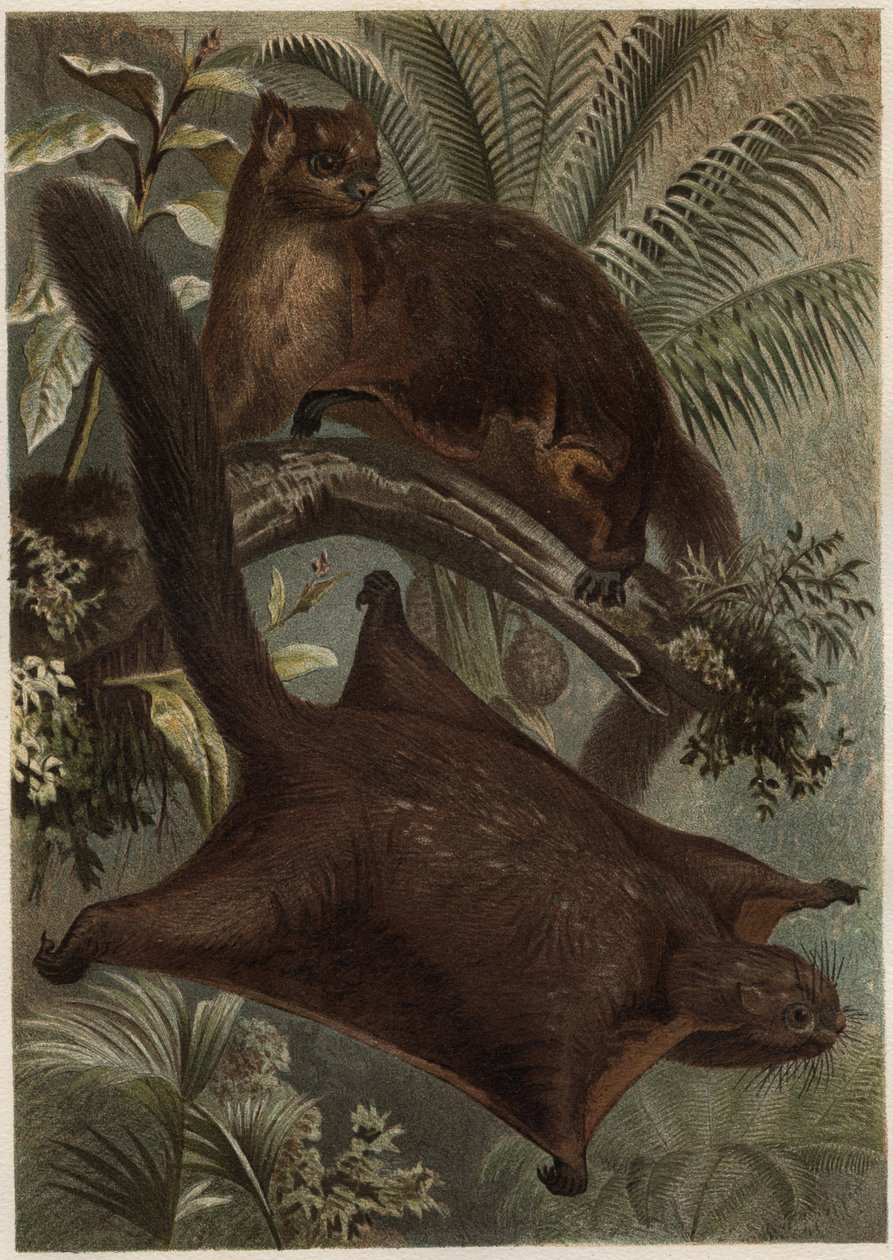 Taguan (repülő mókus) (Sciuridae család) - Mókus (repülőmókus) - metszet Alfred Edmund Brehm (1829-1884) „” Brehm