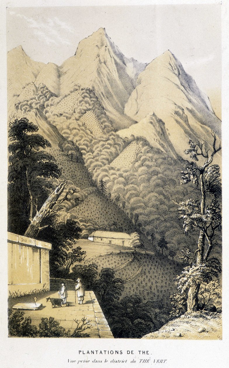 Teaültetvény Kínában: kilátás a zöld tea negyedben, Fortune kínai utazása - metszet, n.d. alkotó: Unknown artist