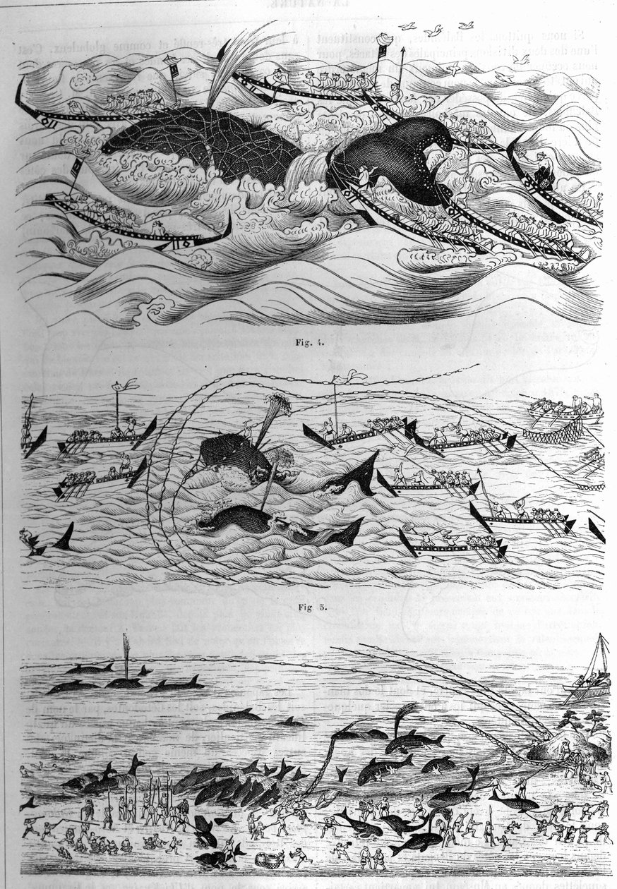 E faj halászatának technikái Japánban. A japán kormány által küldött rajzminta. Metszet az 1877. december 8-i „” La Nature: revue des sciences et de leurs applications aux arts et a l