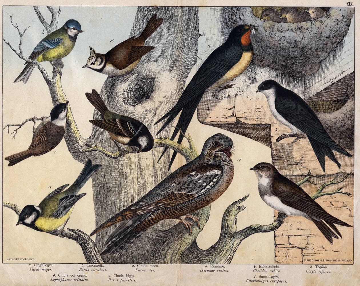 A baloldal 5 madara- a: fecske (Parus major), b: kékszemű (Parus coreulus), c: fekete szőrű (Parus ater), d: fekete szemű (Lopophanes cristatus), e: fekete szemű (Parus palustris) A jobboldal 4 madara- a: rusztikus fecske (Hirondo rustica), b: fecske alkotó: Unknown artist