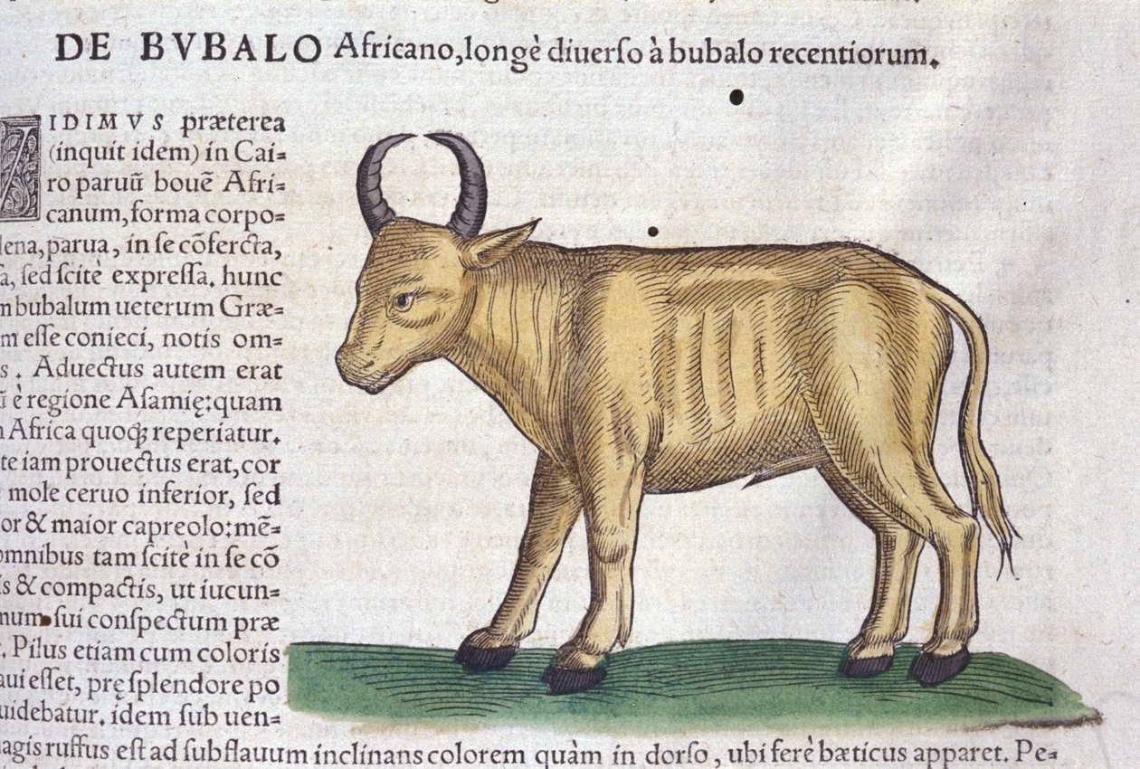Az afrikai bivaly a Historia animalium nyomán, Konrad Gesner, Tiguri alkotó: Unknown artist