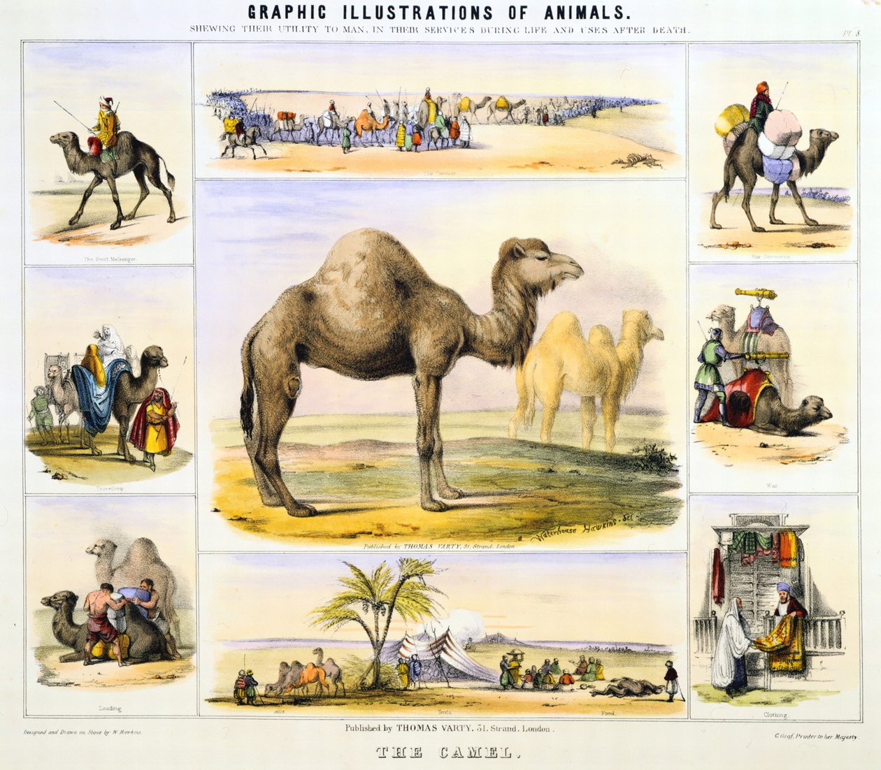 The Camel: used for transport: milk: meat: cloth. Hand-coloured lithograph by Waterhouse Hawkins, creator of the prehistoric animals for the Crystal Palace exhibition of 1851. From Graphic Illustrations of Animals and Their Utility to Man alkotó: Unknown artist