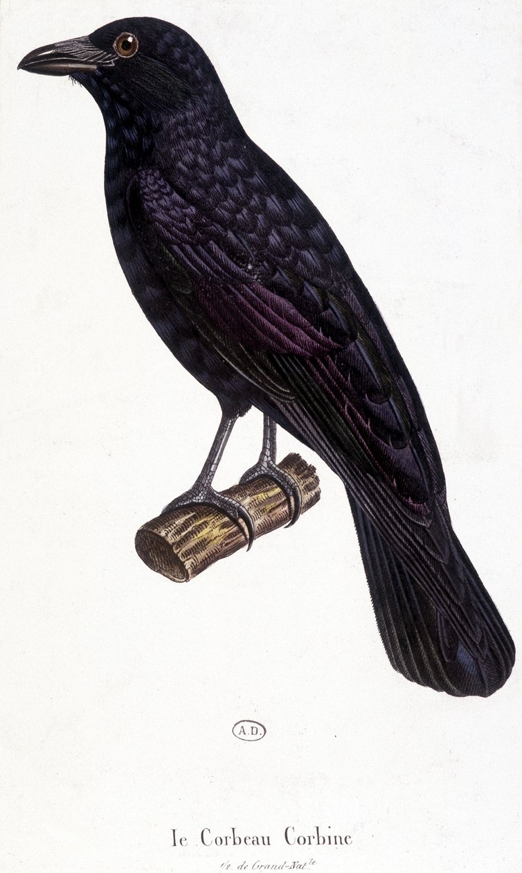 A Corbine Raven – természetrajzi tábla alkotó: Unknown artist