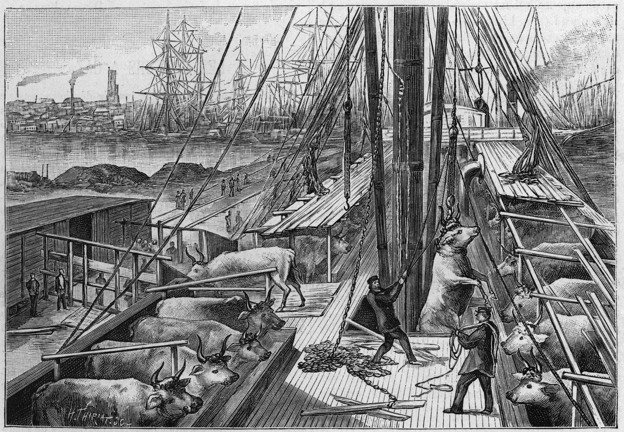 A „Bellenden” angol gőzhajó 90 ökröt szállított Argentínából, január 18-án érkezett Dunkerque kikötőjébe. alkotó: Unknown artist