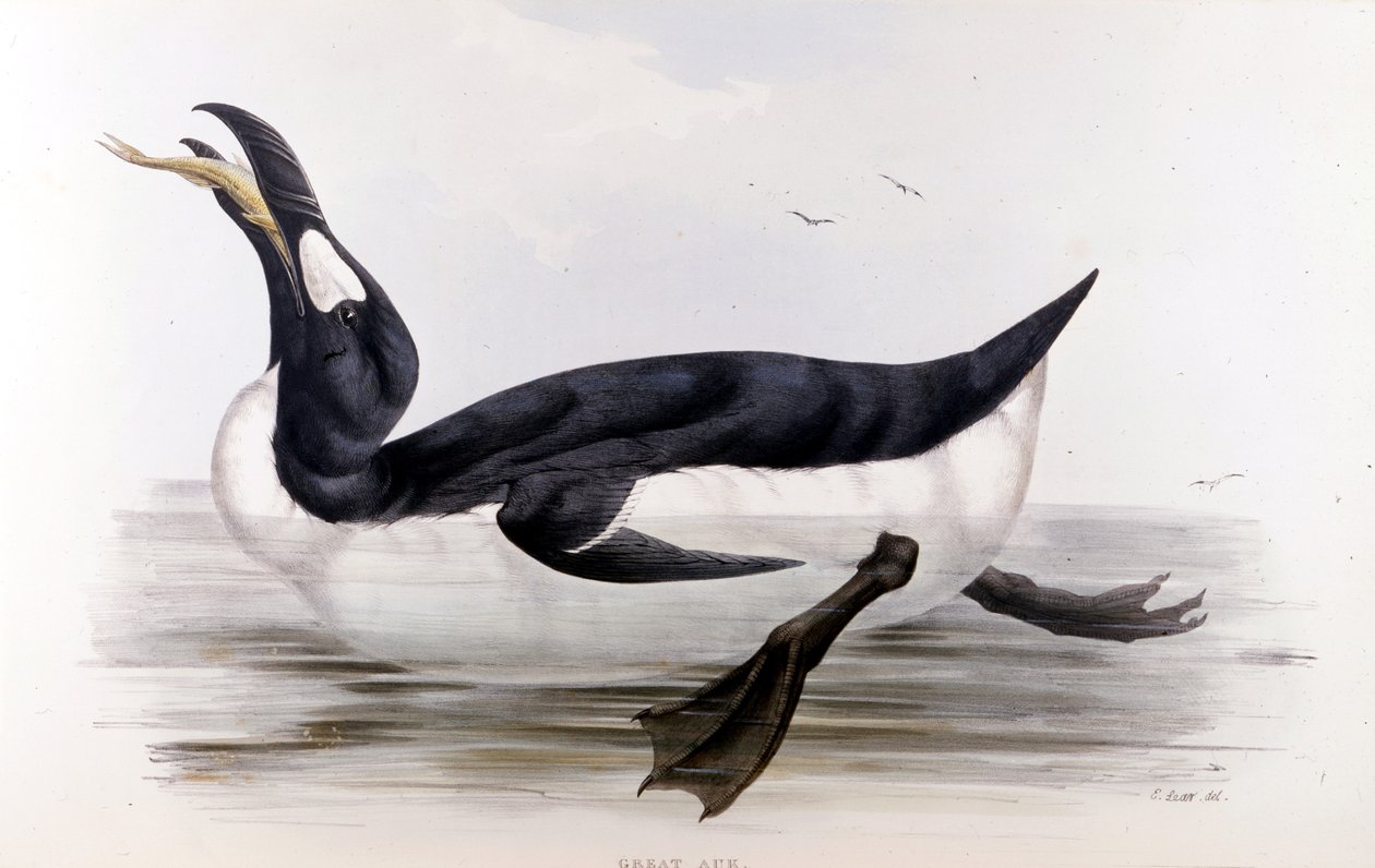 Az óriáspingvin (Alca Impennis) – Európa madarai című filmben, John Gould, London alkotó: Unknown artist
