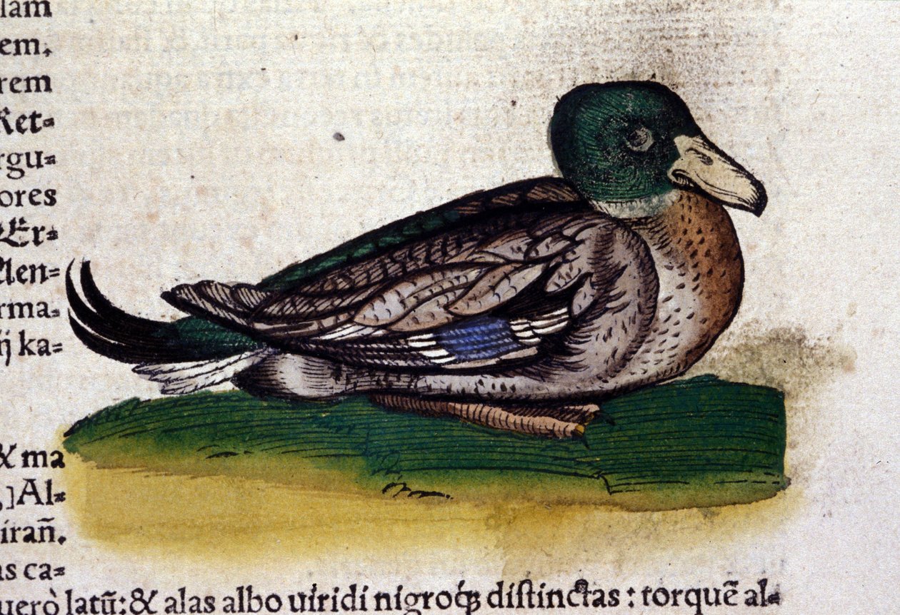Conrad Gesner (1516-1565), Tiguri: A Harle az állatok történetében alkotó: Unknown artist