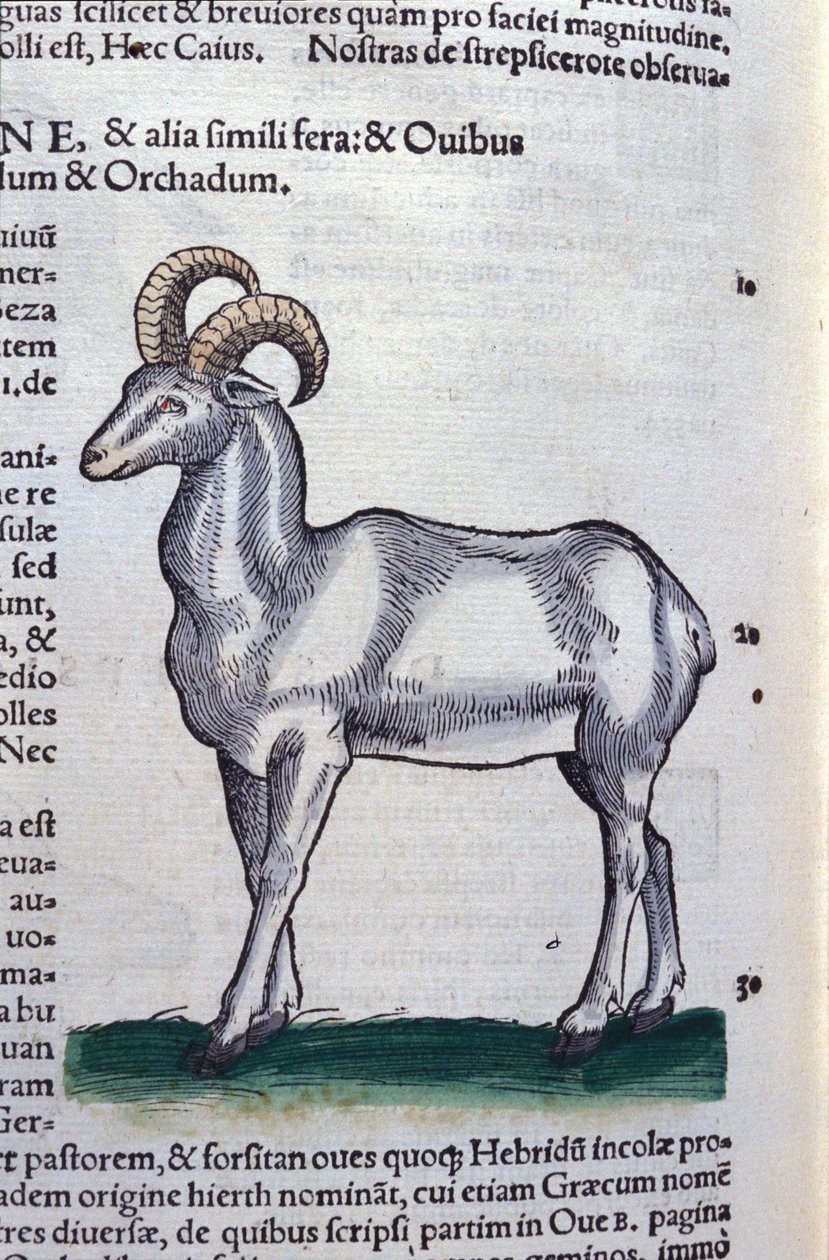 Conrad Gesner (1516 - 1565), Tiguri kőszáli kecske in Historia Animalium alkotó: Unknown artist