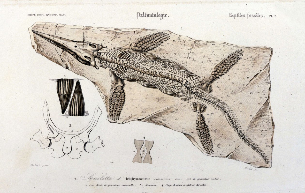 Az Ichthyosaurus az Egyetemes Természettudományi Szótárból alkotó: Unknown artist