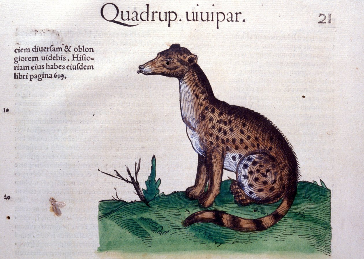 A sakál – az állatok történetében, Conrad Gesner (1516-1565), Tiguri alkotó: Unknown artist