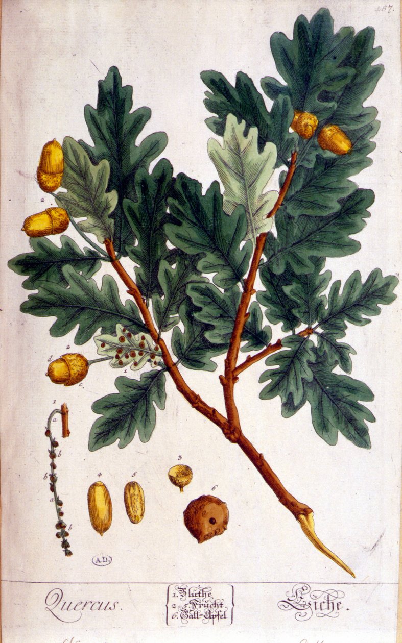 A tölgy (Quercus) - botanikai tábla alkotó: Unknown artist
