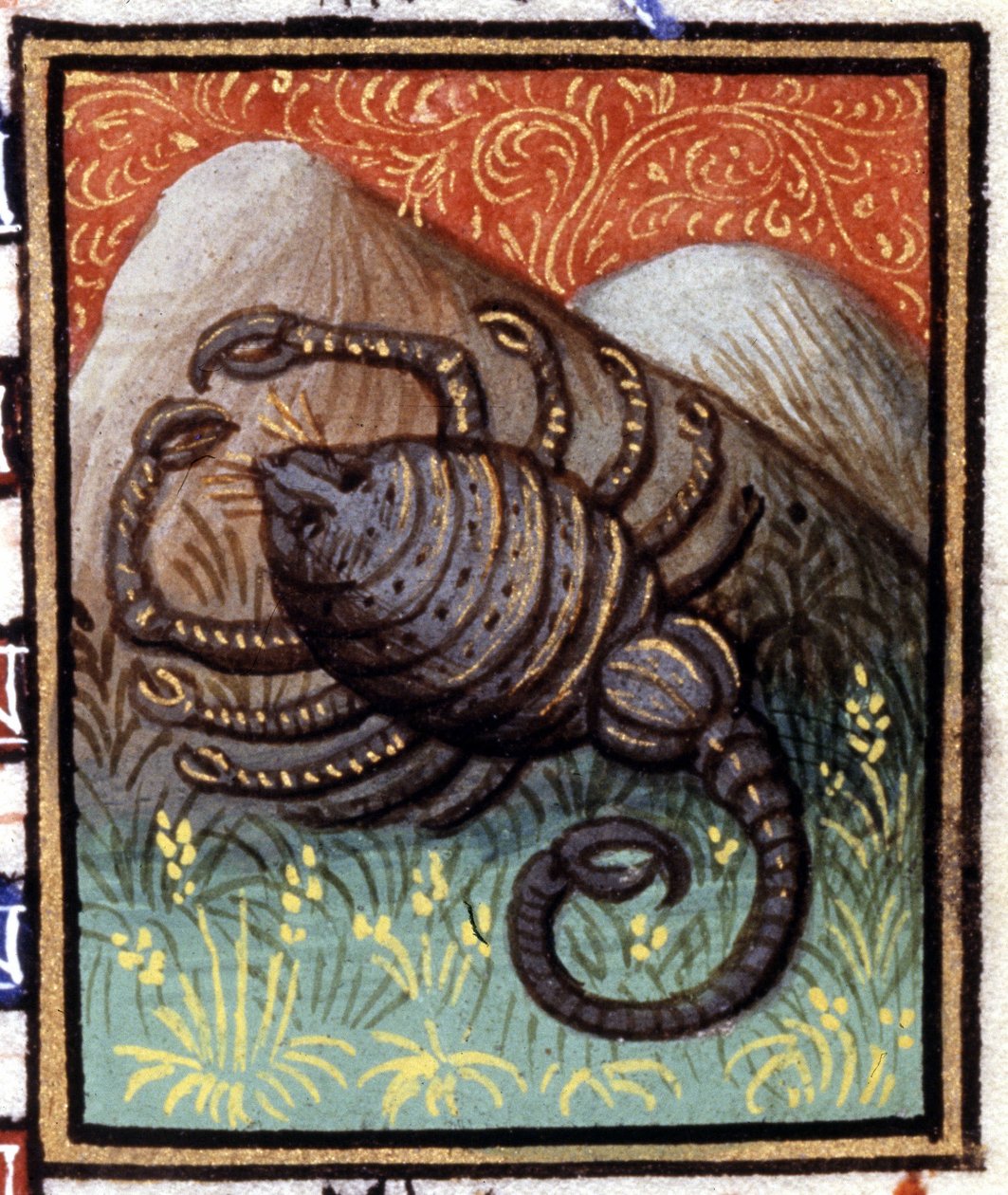 A Skorpió. Miniatűr horoszkóp. 15. századi kézirat. Bibl. Trivulziana, Milánó. alkotó: Unknown artist