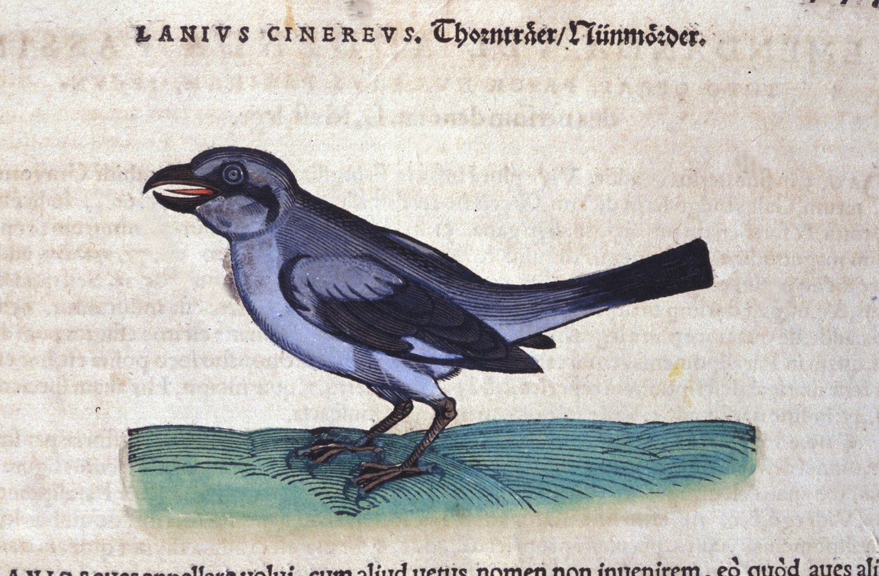 Conrad Gesner (1516-1565), Tiguri: The Shrike in History of Animals alkotó: Unknown artist