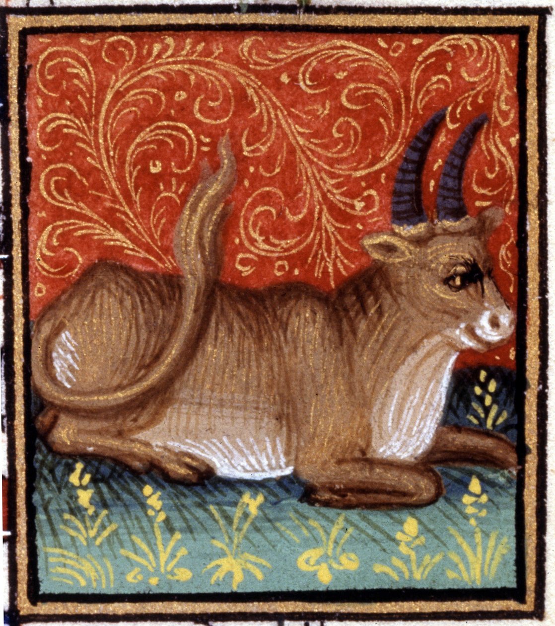 A Bika. Miniatűr horoszkóp. 15. századi kézirat. Bibl. Trivulziana, Milánó. alkotó: Unknown artist