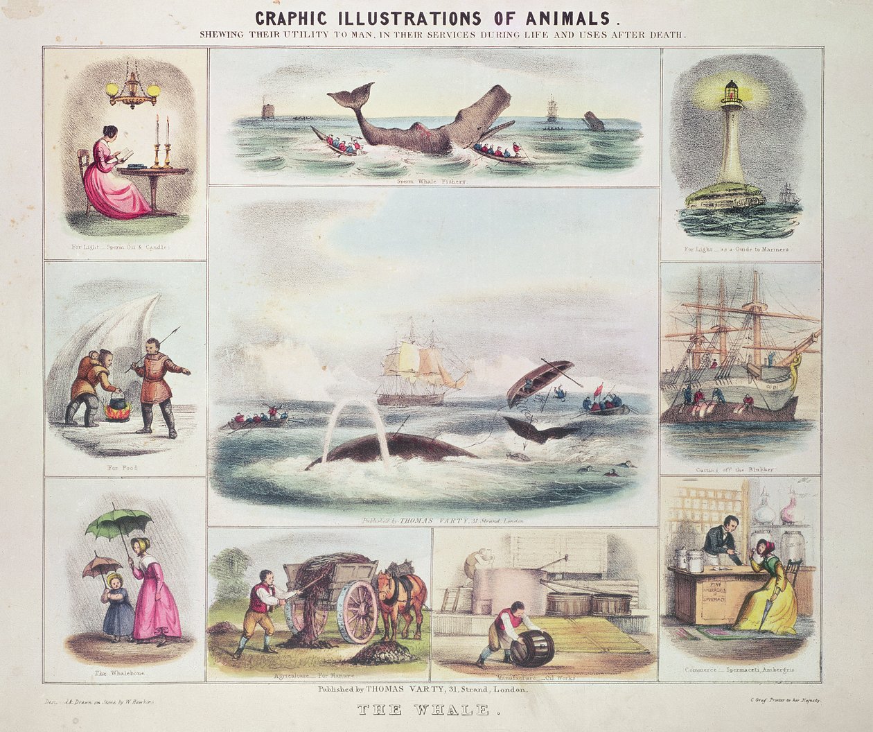 A bálna, az állatok grafikai illusztrációiból, tervezte és metszette W. Hawkins, kiadó: Thomas Varty (metszet). alkotó: Unknown artist