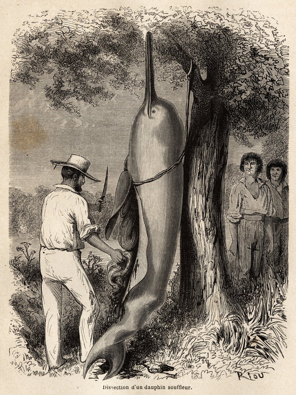 A szerző boncolása egy fúvódelfinről (édesvízi delfin), amelyet két Perou Cocama indián figyelt meg, akik szigonyozták az állatot. Metszet a Csendes-óceántól a L