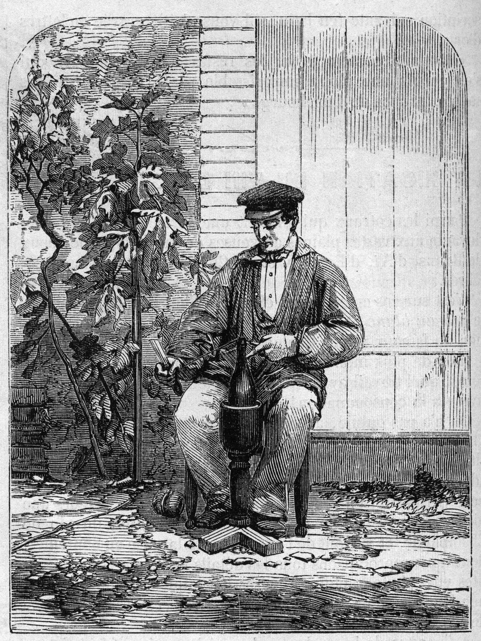 A pezsgő bor palackozása. Metszet 1864-ből. alkotó: Unknown artist