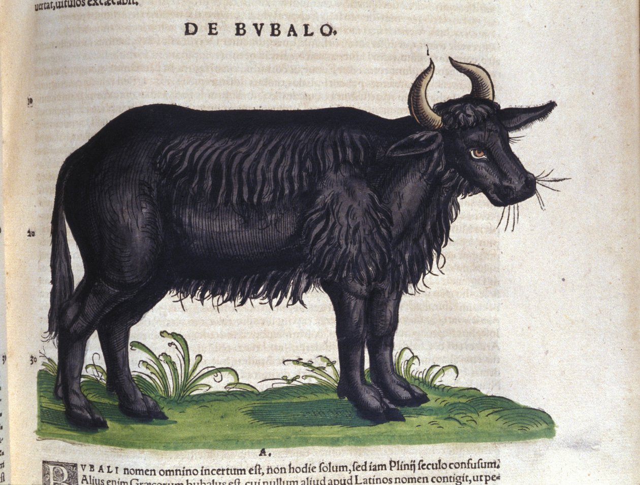A bivaly a Historia animalium után, Konrad Gesner, Tiguri alkotó: Unknown artist