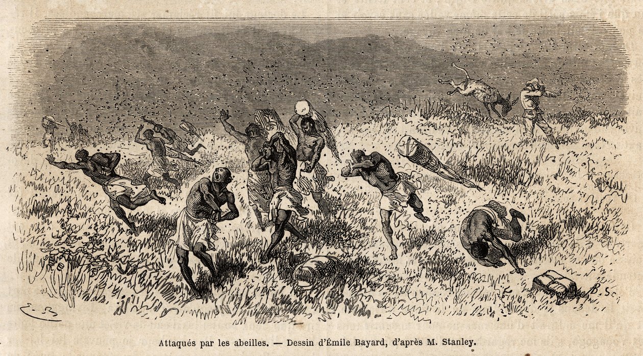 Henry Morton Stanley expedíciójának (1841-1904) szállítókaravánját a Misonghi úton (Kelet-Afrika) egy méhfelhő támadta meg. Metszet a közép-afrikai Livingstone-t kereső utazás illusztrálására Henry Stanleytől, az ország tudósítójától alkotó: Unknown artist