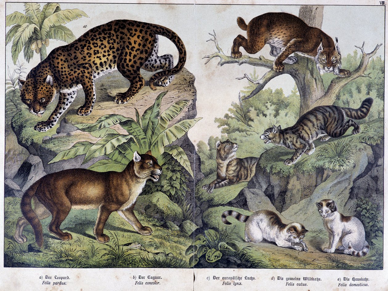 A macskák: Leopárd, puma, hiúz (bal felső sarokban), vadmacska (jobbra, középen), házimacska - az emlősök természettörténetében”, szerk. Schreiber alkotó: Unknown artist