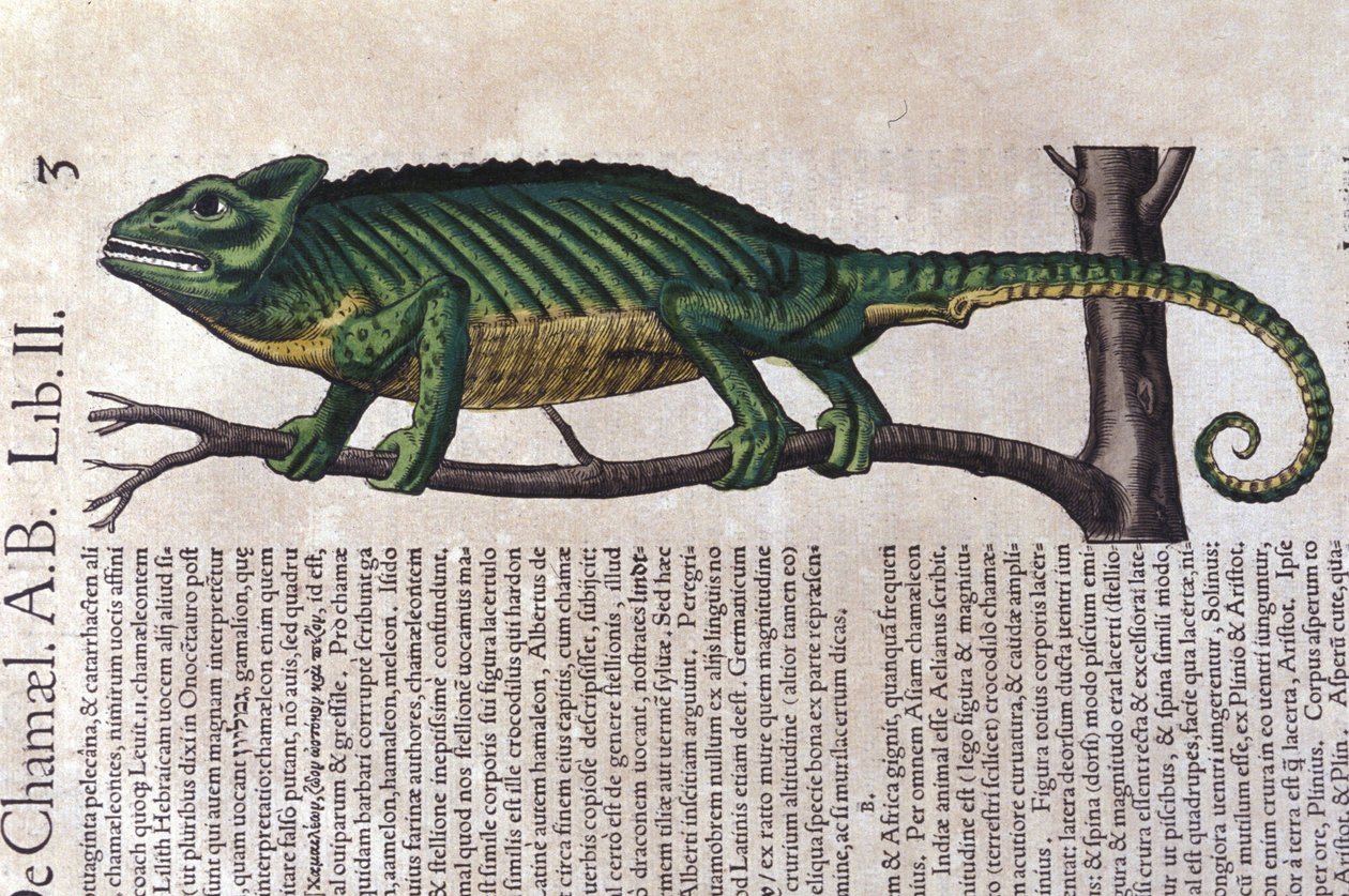 A kaméleon a Historia animalium után, Konrad Gesner, Tiguri alkotó: Unknown artist