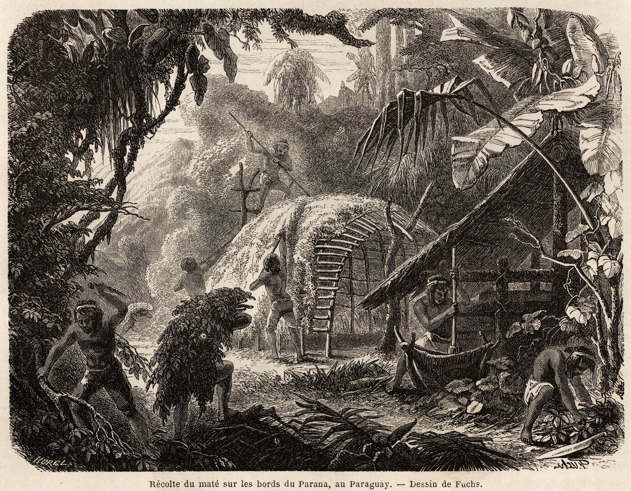 A Parana partján található matt gyűjtemény, ennek az aromás levélnek az infúziója a szokásos dél-amerikai ital, Fuchs rajza, Dr. Alfred Demersay 1844 és 1847 közötti paraguayi utazásának illusztrálására. Metszet a „” Le tour du monde”-ban alkotó: Unknown artist