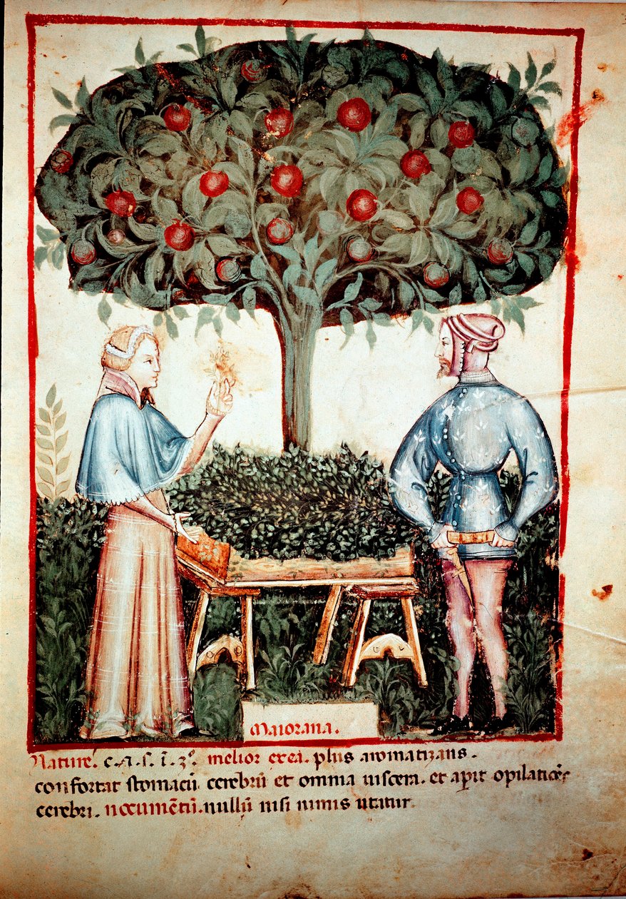 A majoránna illuminure gyűjteménye az orvostudomány és a dietetika fejéséből „Tacuinum sanitatis”” Ibn Butlan „Kitabtaqwim as-sihha”” gyógyszer fejése után alkotó: Unknown artist