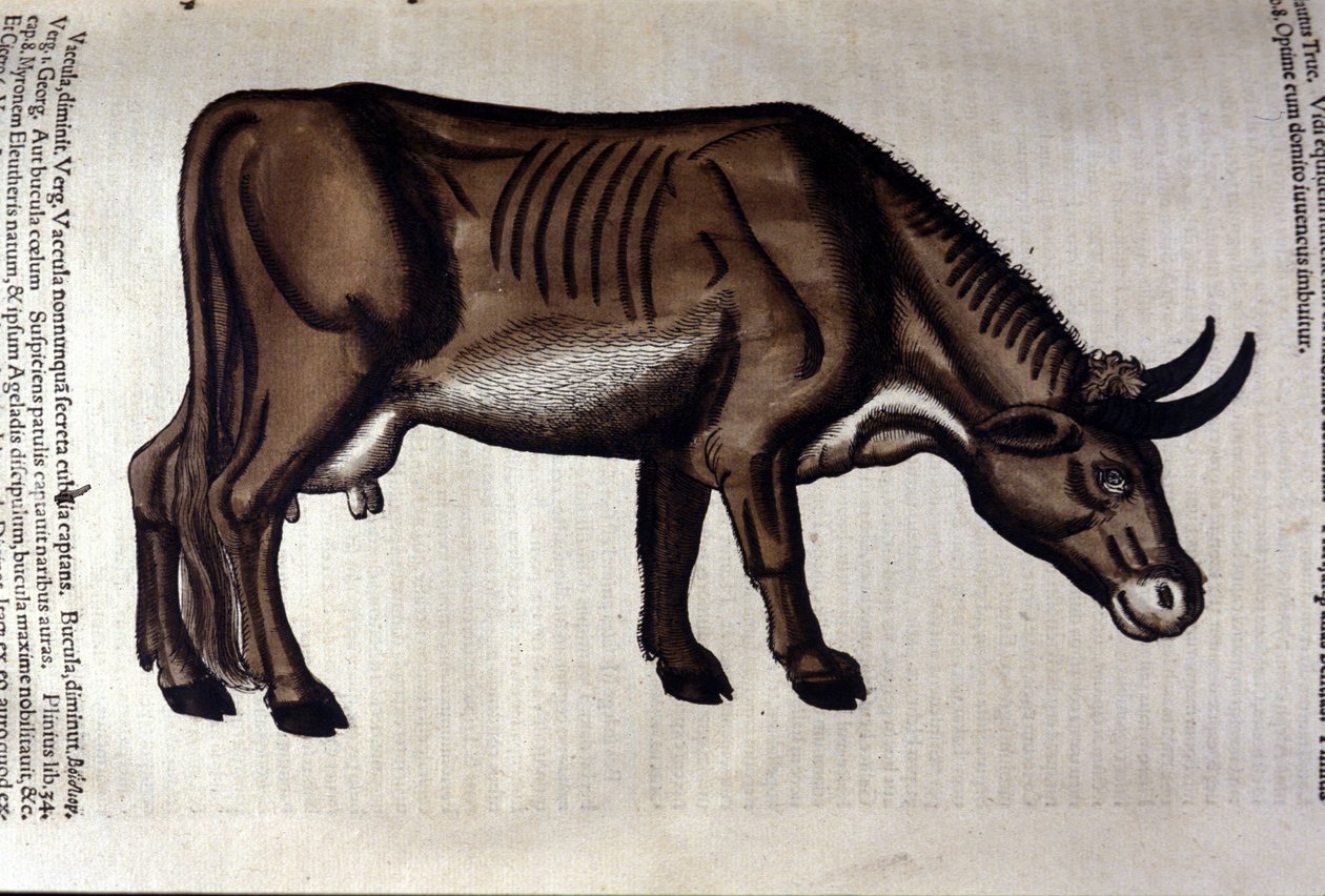 A tehén az állatok után, Konrad Gesner, Tiguri alkotó: Unknown artist