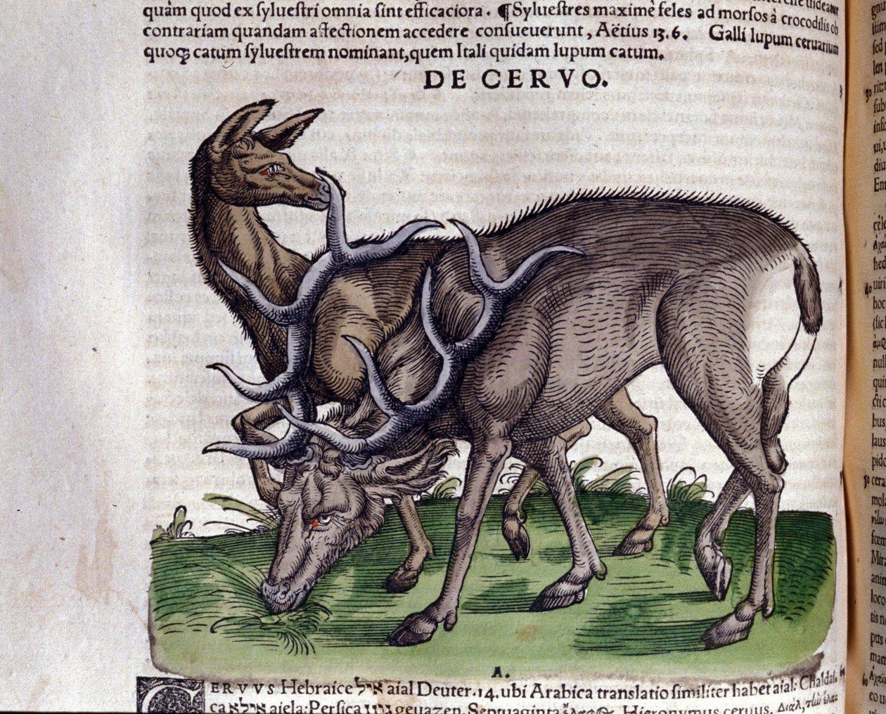 A szarvas a Historia animalium nyomán, Konrad Gesner, Tiguri alkotó: Unknown artist