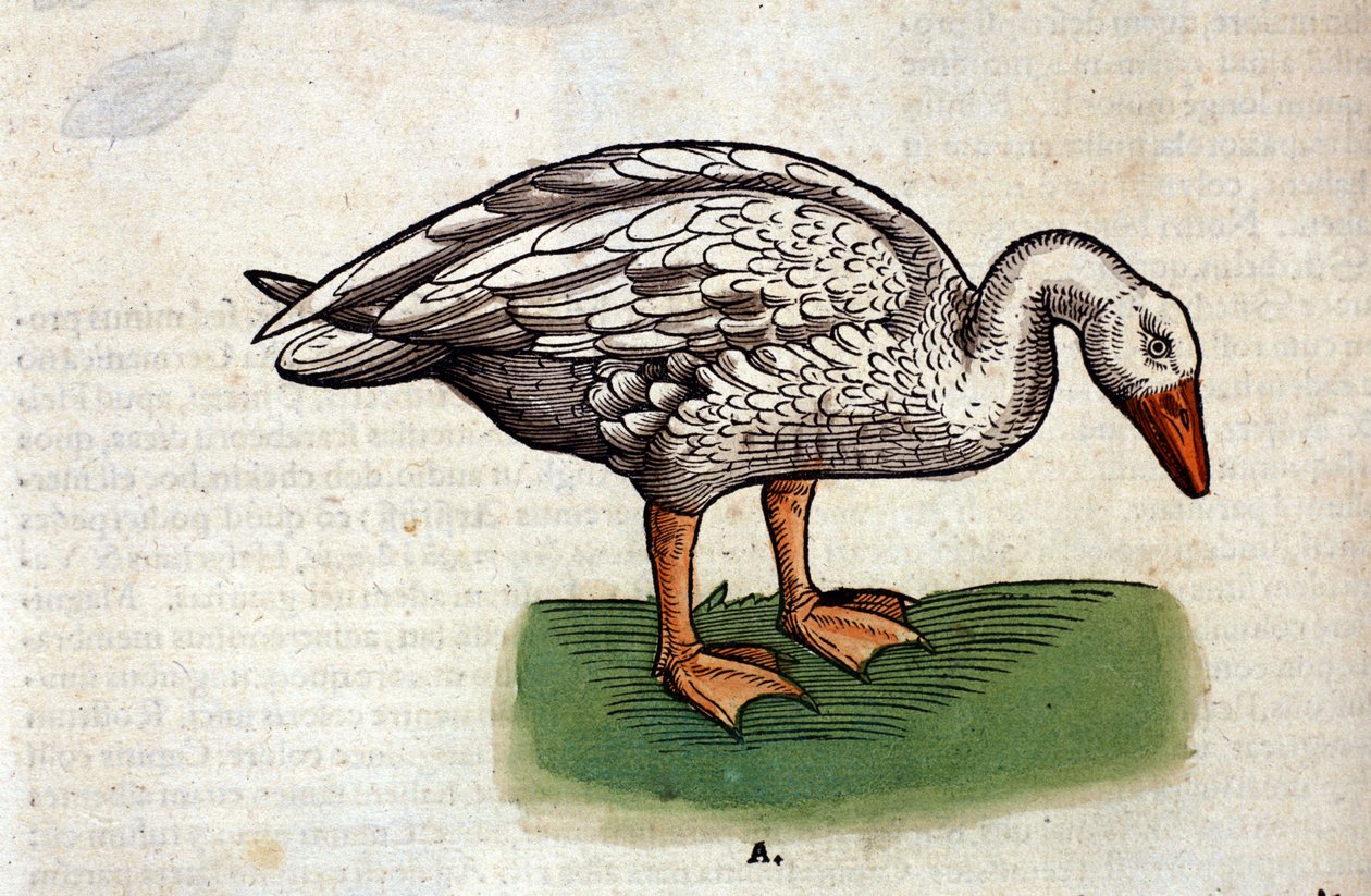 A házilúd a Historia animalium nyomán Konrad Gesner, Tiguri alkotó: Unknown artist