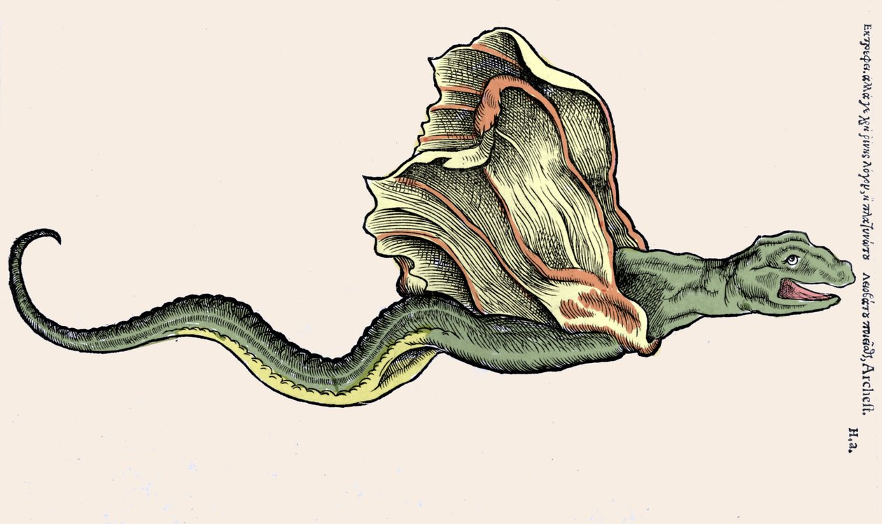 A repülő sárkány Amphiptere (Amphithere vagy Amphitere vagy Amphipthere) Conrad Gesner (1516-1565), Tiguri metszete a Historia Animaliumban alkotó: Unknown artist