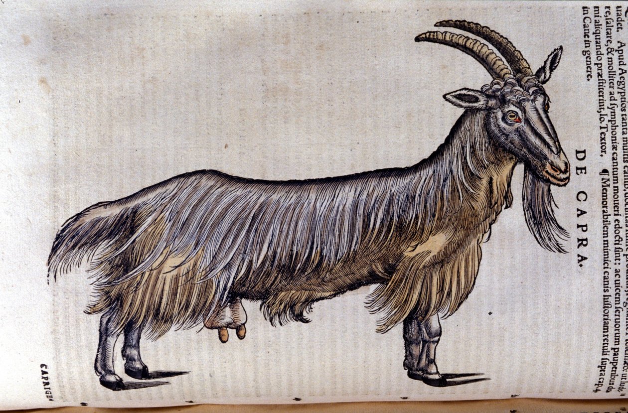 A kecske a Historia animalium után, Konrad Gesner, Tiguri alkotó: Unknown artist