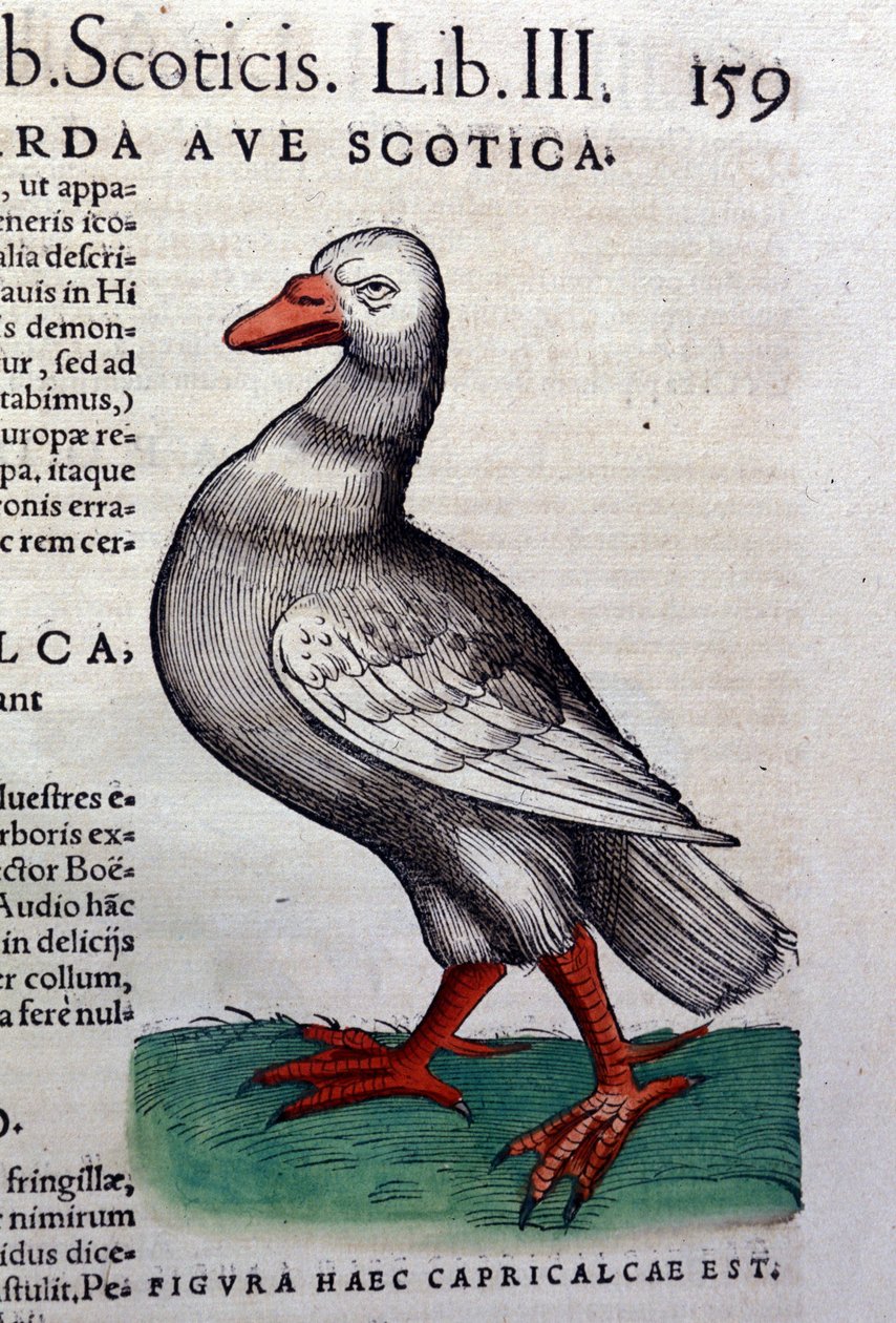 A lúd a Historia animalium után, Konrad Gesner, Tiguri alkotó: Unknown artist