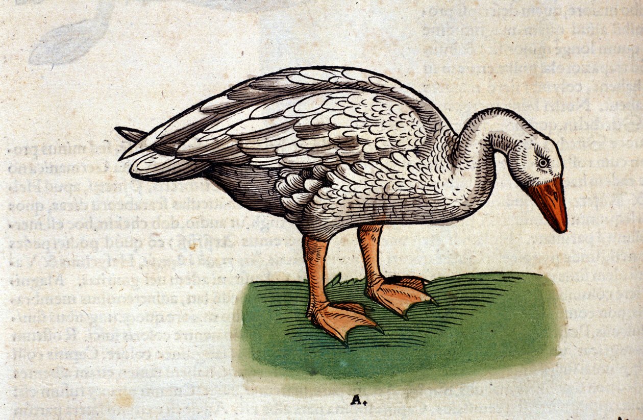 A liba a Historia Animalium után, Conrad Gesner, Tiguri 1560. Biblioteca Nazionale Braidense. Milánó alkotó: Unknown artist