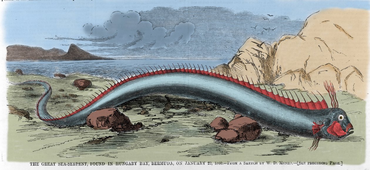 A nagy tengeri kígyót a bermudai Magyarországi-öbölben találták meg 1860.01.22-én. Illusztráció a „” Harper