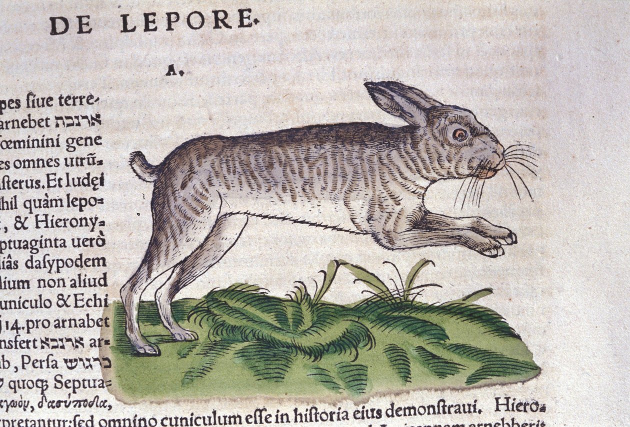 A nyúl a Historia Animalium után, Conrad Gesner, Tiguri, 1560. Biblioteca Nazionale Braidense. Milánó alkotó: Unknown artist