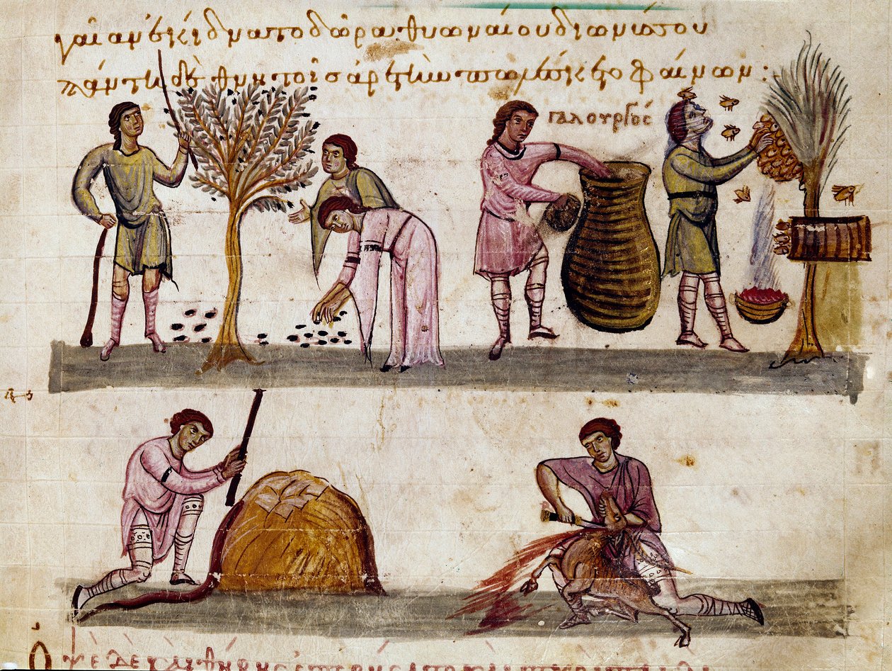 Az olajbogyó betakarítása, a méz előállítása és a bárányvágás Miniatűr a szíriai Oppian (Oppian vagy Oppianus) (Kr. u. III. század) Caracallának szentelt vadászfejéséből. 11. századi Velence. Biblioteca Marciana alkotó: Unknown artist