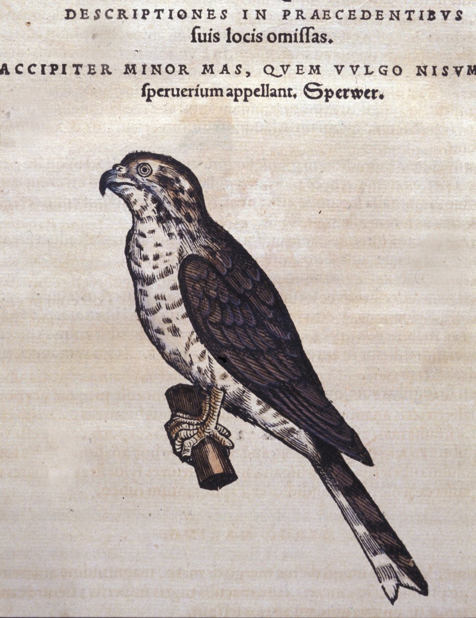 A sólyom Conrad Gesner Historia Animaliuma nyomán, Tiguri 1560. Biblioteca Nazionale Braidense. Milánó alkotó: Unknown artist