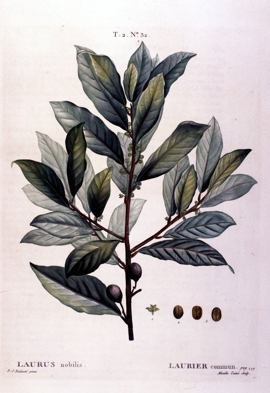 A babér. 19. századi herbárium. alkotó: Unknown artist