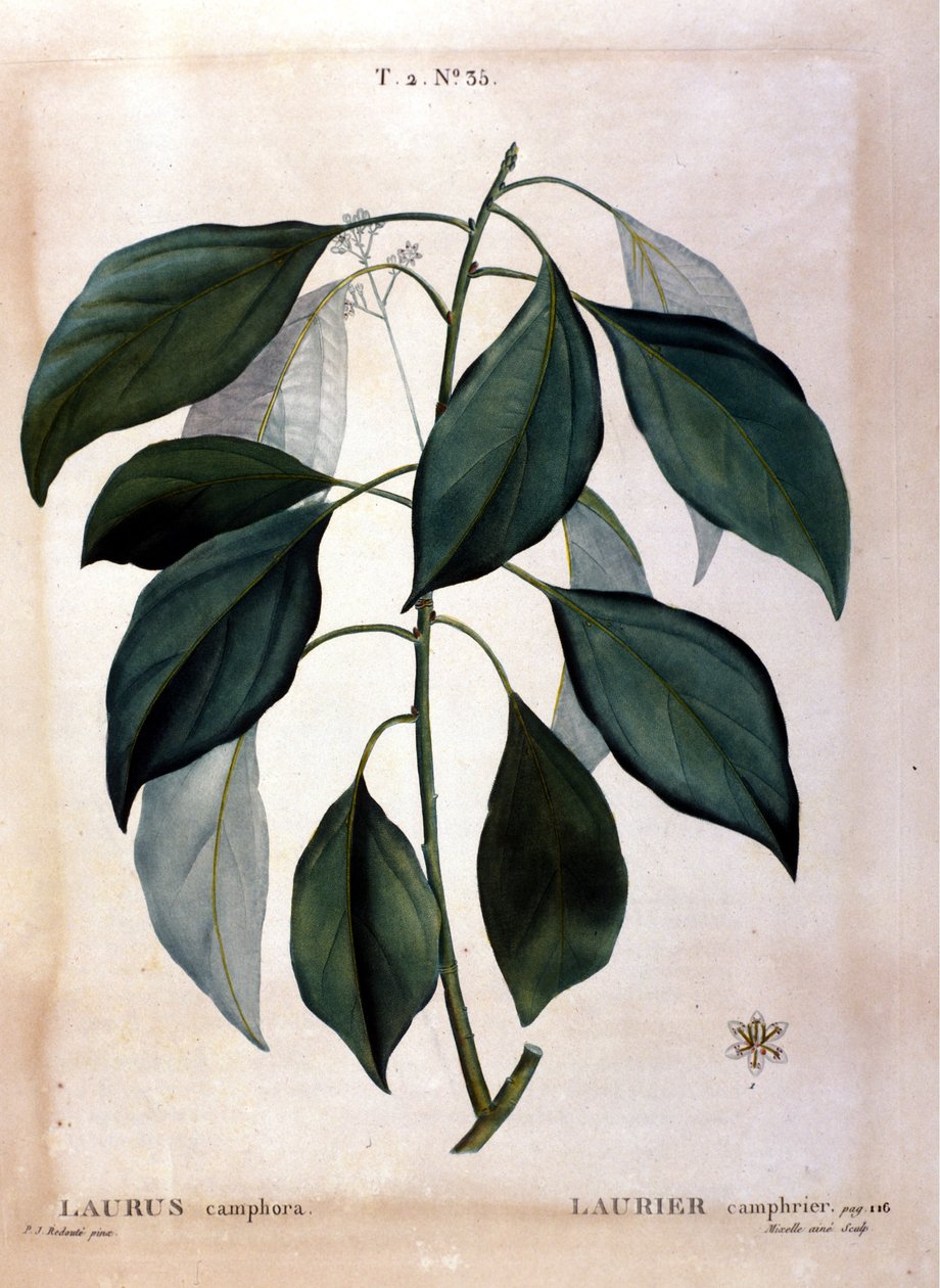 A babér: kámfor. 19. századi herbárium. alkotó: Unknown artist