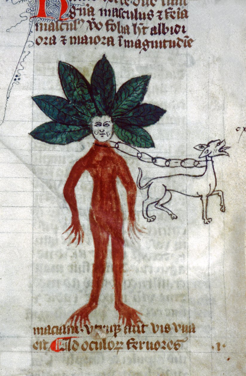 A mandragóra. 15. század (miniatűr) alkotó: Unknown artist