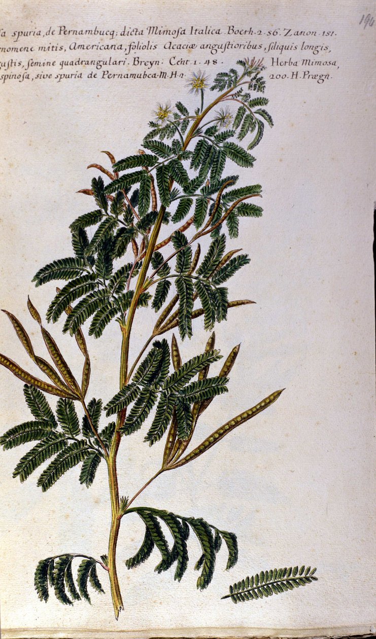 A mimóza, botanikai tábla, metszet. alkotó: Unknown artist