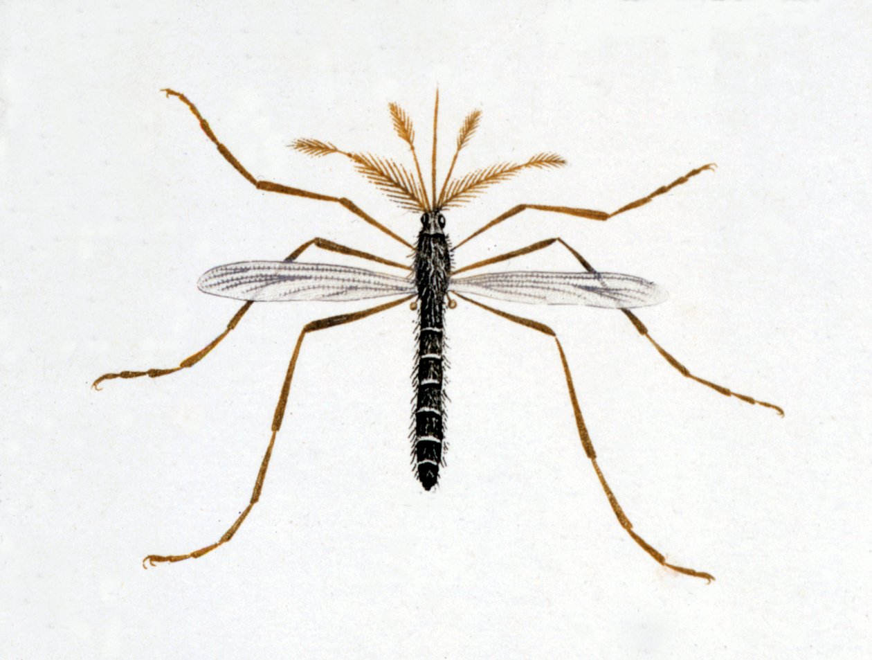 A szúnyog. Természettudományi tábla. 19. század. alkotó: Unknown artist