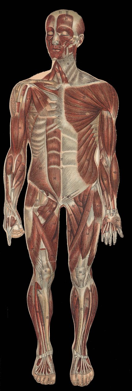 A fej, a törzs és a végtagok izmai a test elülső részén.in „” The new natural medicine”” by F.E. Bilz.1898. alkotó: Unknown artist