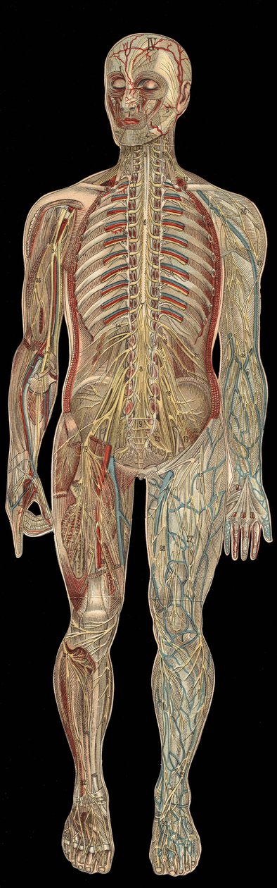 Az idegrendszer.board in” The new natural medicine”” by F.E. Bilz.1898. alkotó: Unknown artist
