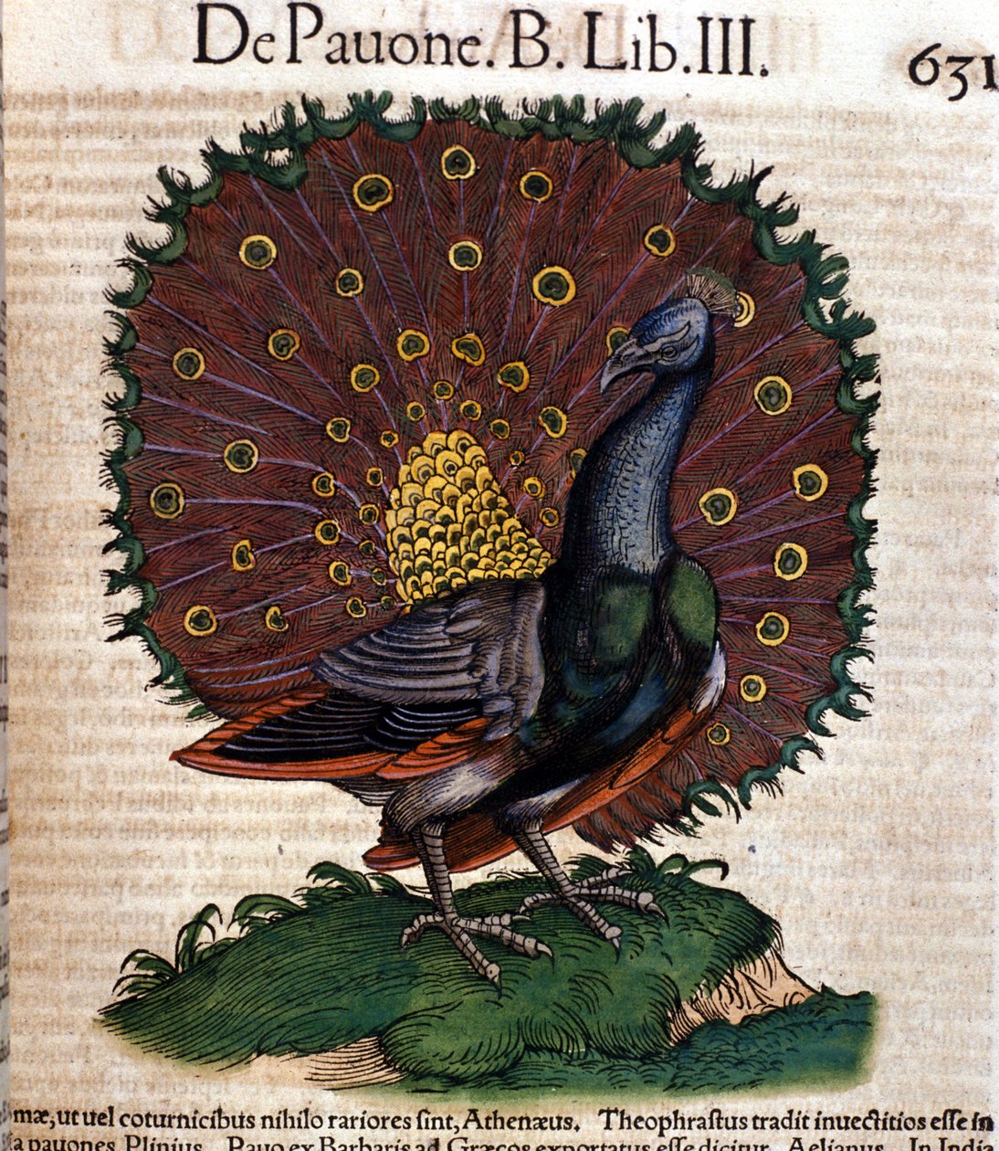 A páva a Historia animalium nyomán, Konrad Gesner, Tiguri alkotó: Unknown artist