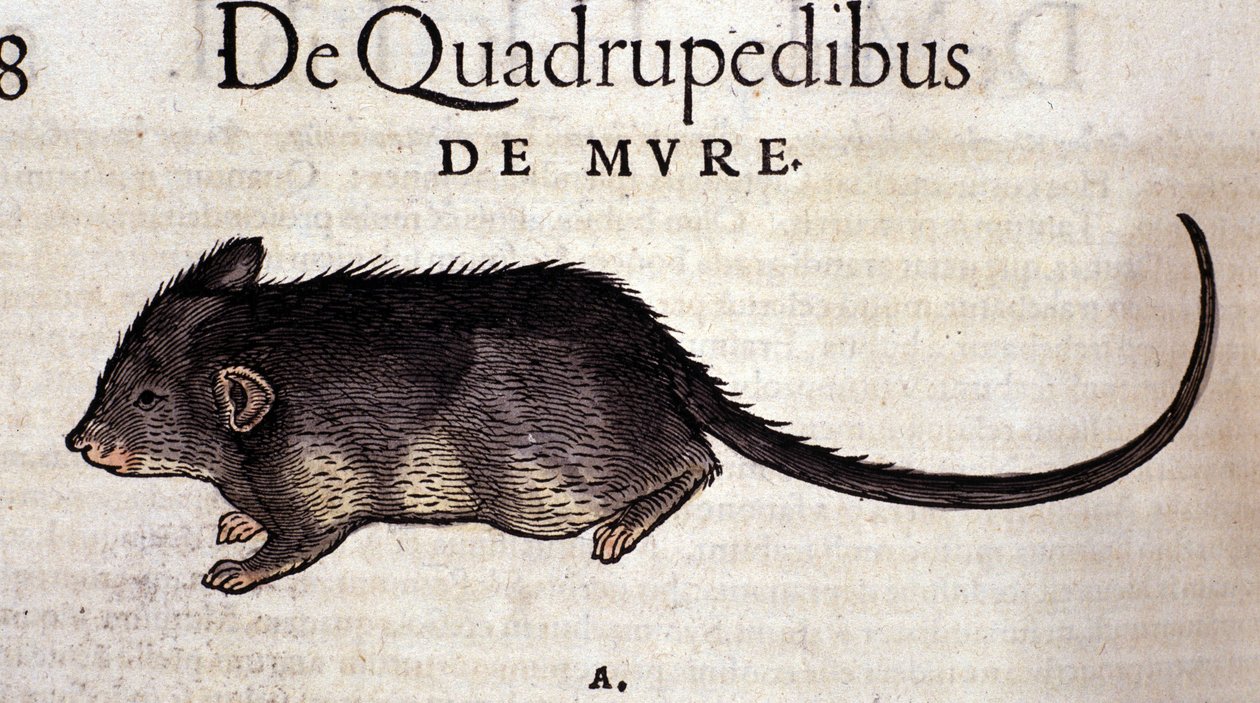 A patkány a Historia Animalium után, Conrad Gesner, Tiguri, 1560. Biblioteca Nazionale Braidense. Milánó alkotó: Unknown artist