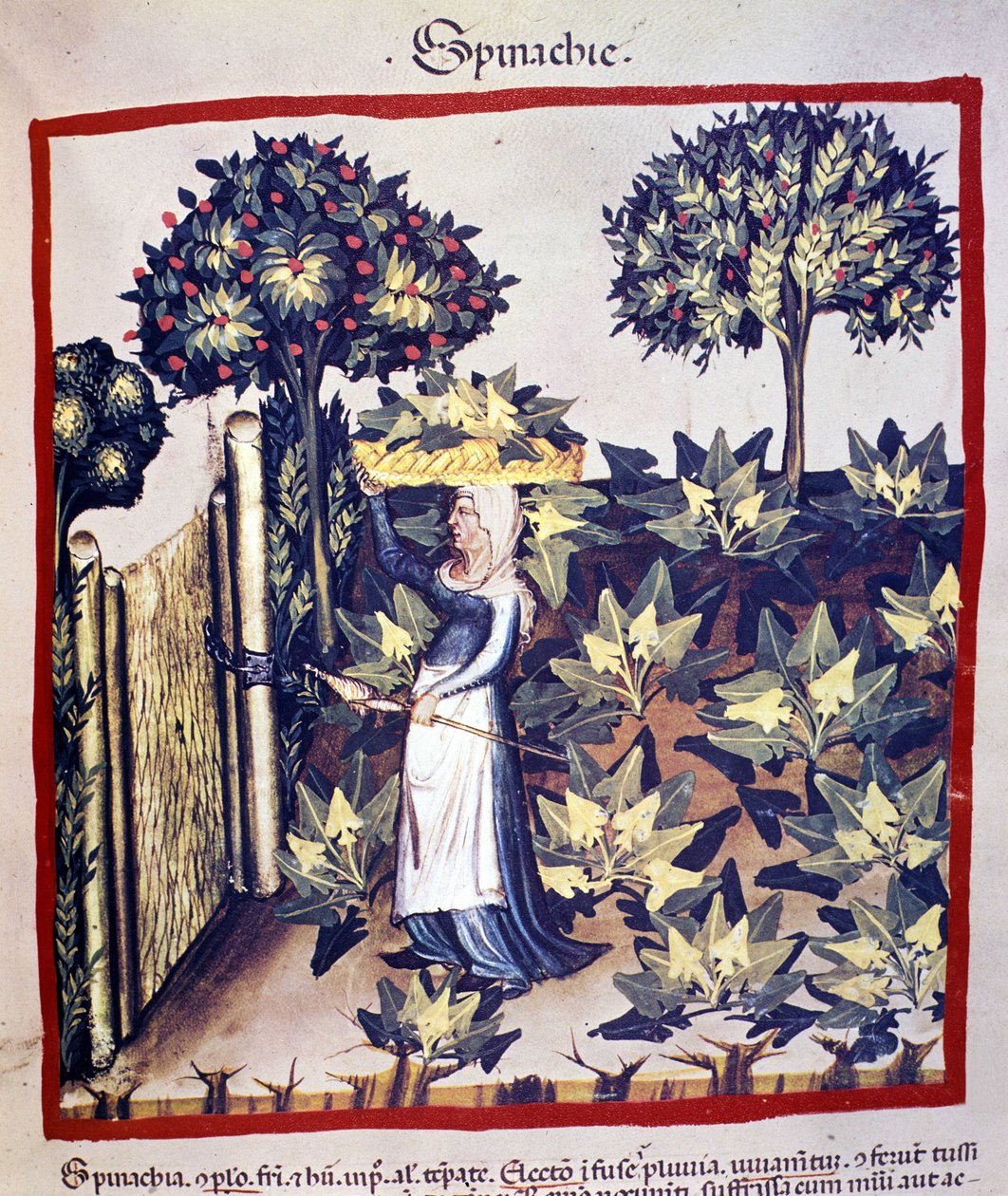 A spenót helyreállítása. Megvilágítás az orvostudomány és a dietetika fejéséből "" Tacuinum sanitatis"" alkotó: Unknown artist