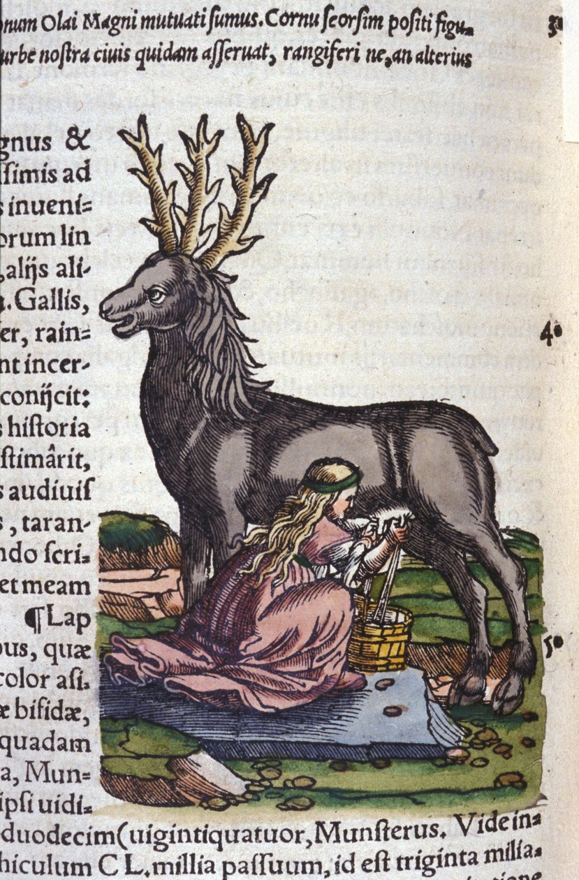 A rénszarvaskereskedelem Konrad Gesner, Tiguri Historia animalium után alkotó: Unknown artist