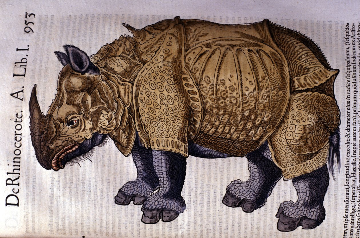 Az orrszarvú Conrad Gesner "Az állatok története" után, Tiguri 1560 alkotó: Unknown artist