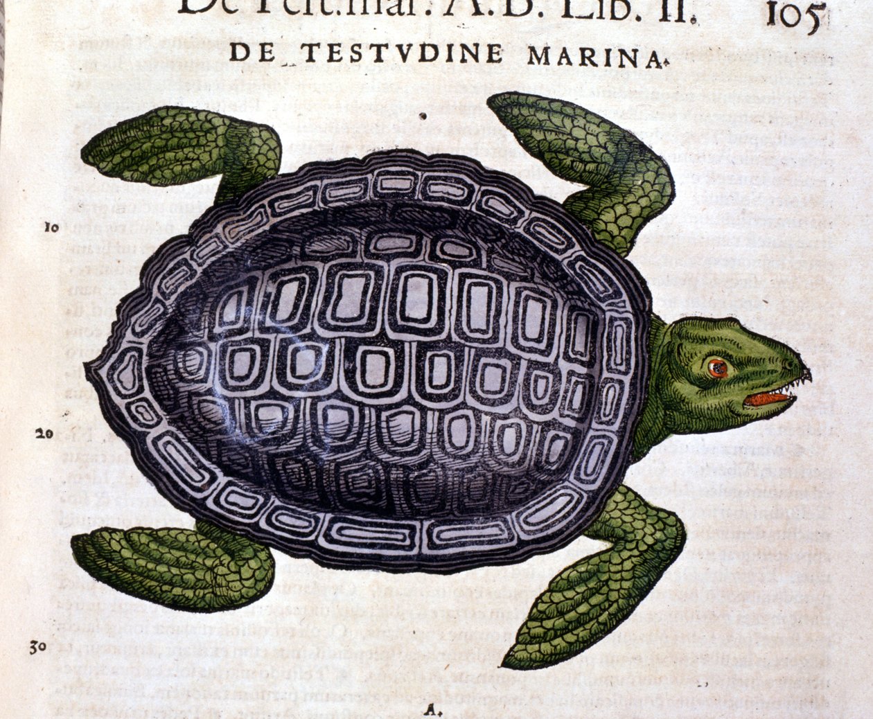A tengeri teknős a Historia Animalium of Conrad Gesner szerint, Tiguri 1560 alkotó: Unknown artist